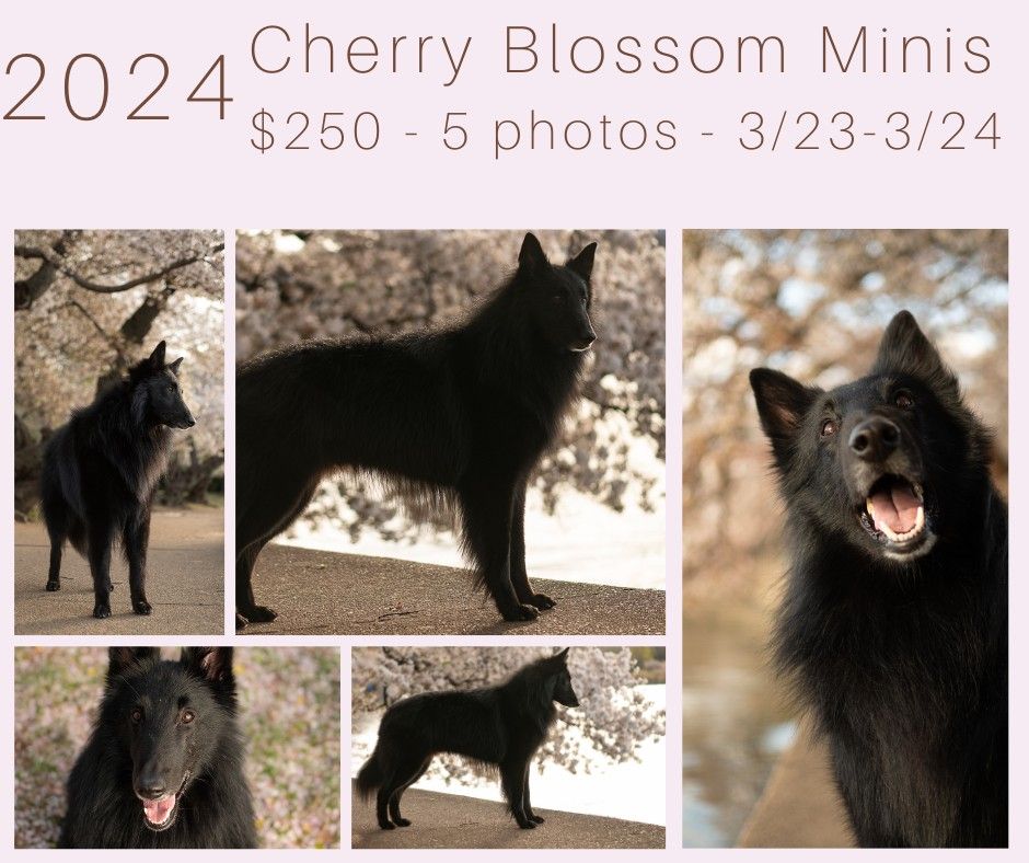 DC Canine Cherry Blossom Minis