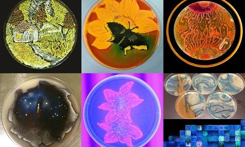 Painting with Bacteria - Agar Art with BUGSS (Baltimore Underground Science Space)