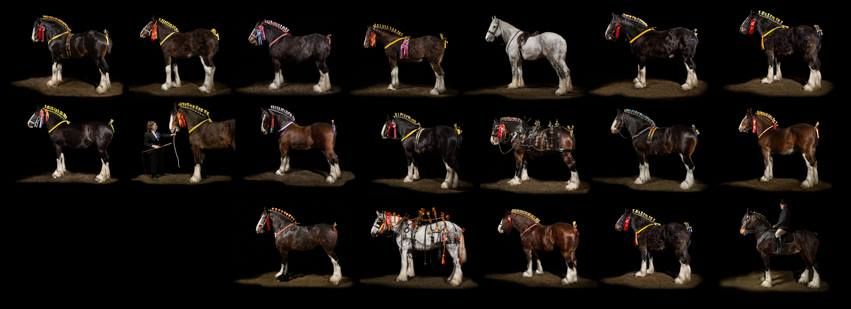 National Shire Horse Show 2025