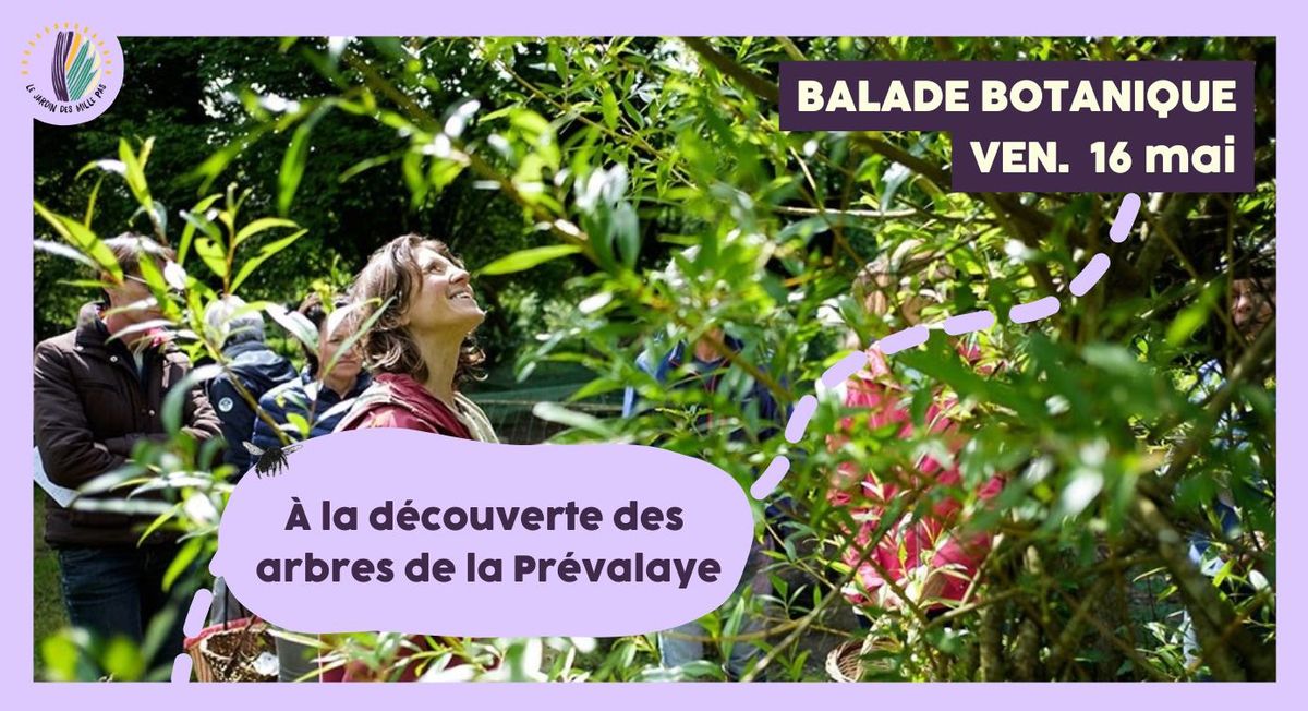 Balade botanique : A la d\u00e9couverte des arbres de la Pr\u00e9valaye, pour se nourrir et se soigner