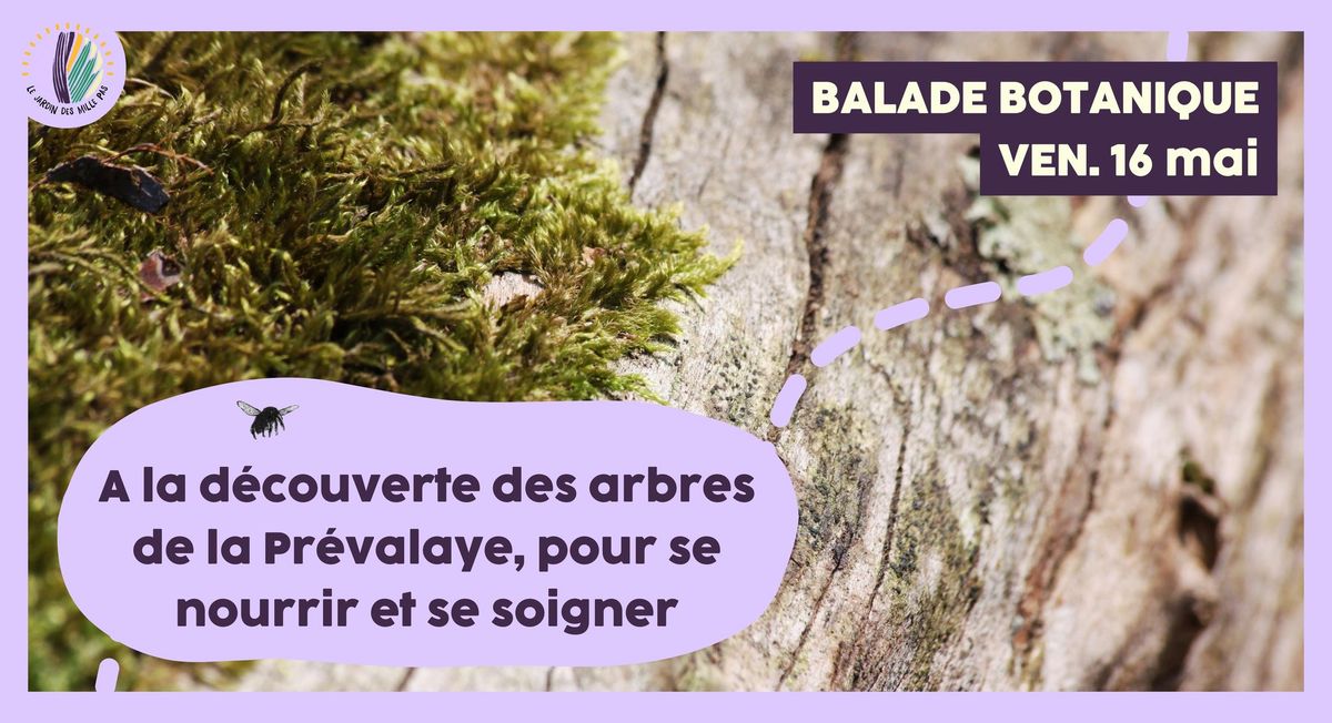 Balade botanique : A la d\u00e9couverte des arbres de la Pr\u00e9valaye, pour se nourrir et se soigner