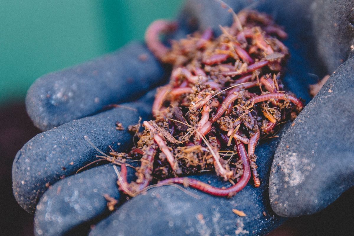 The Magical World of Tiger Worms Talk - East Coast Bays Library