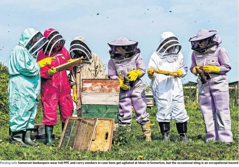Somerton Beekeepers Taster Day