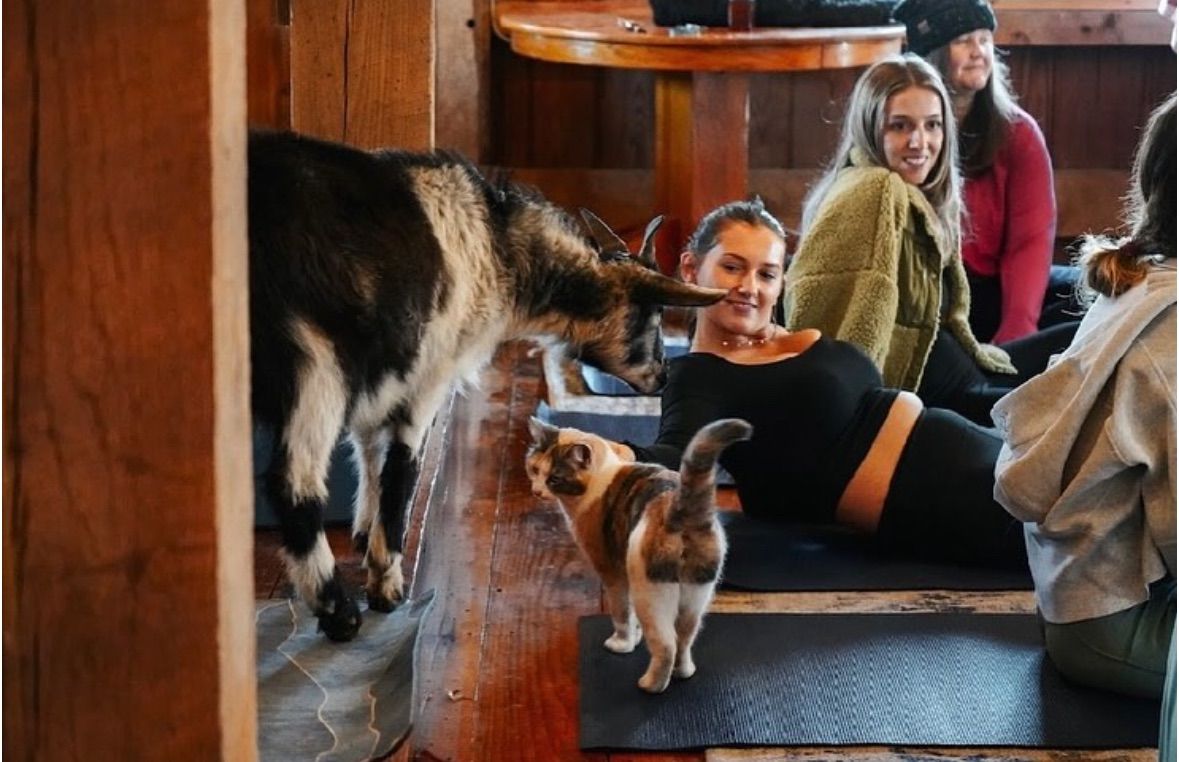 Goat Yoga (third session) 