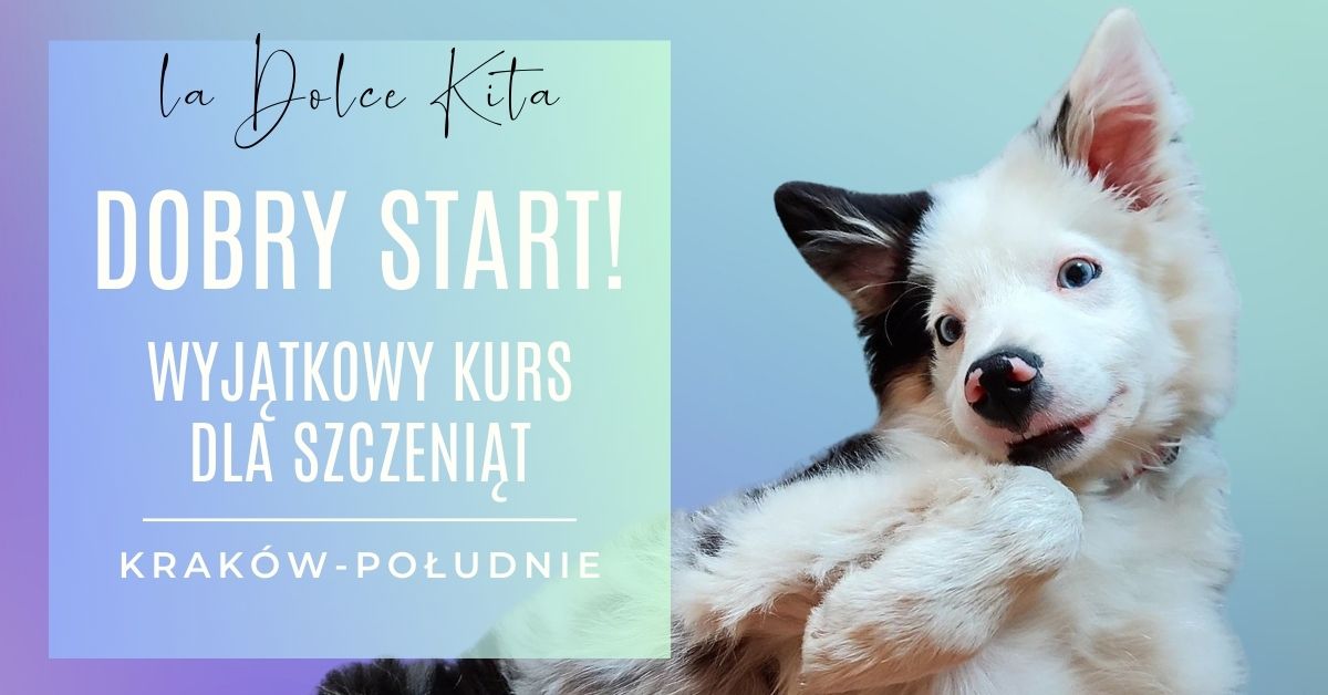 DOBRY START! Wyj\u0105tkowy kurs dla szczeni\u0105t - grupa Krak\u00f3w-Po\u0142udnie