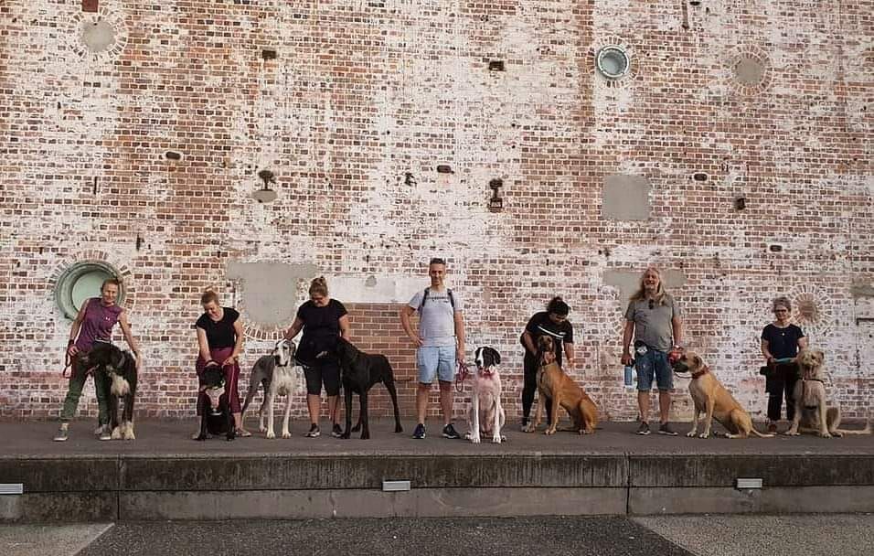 Brisbane Giant Breeds on Leash Walk -  February 2025