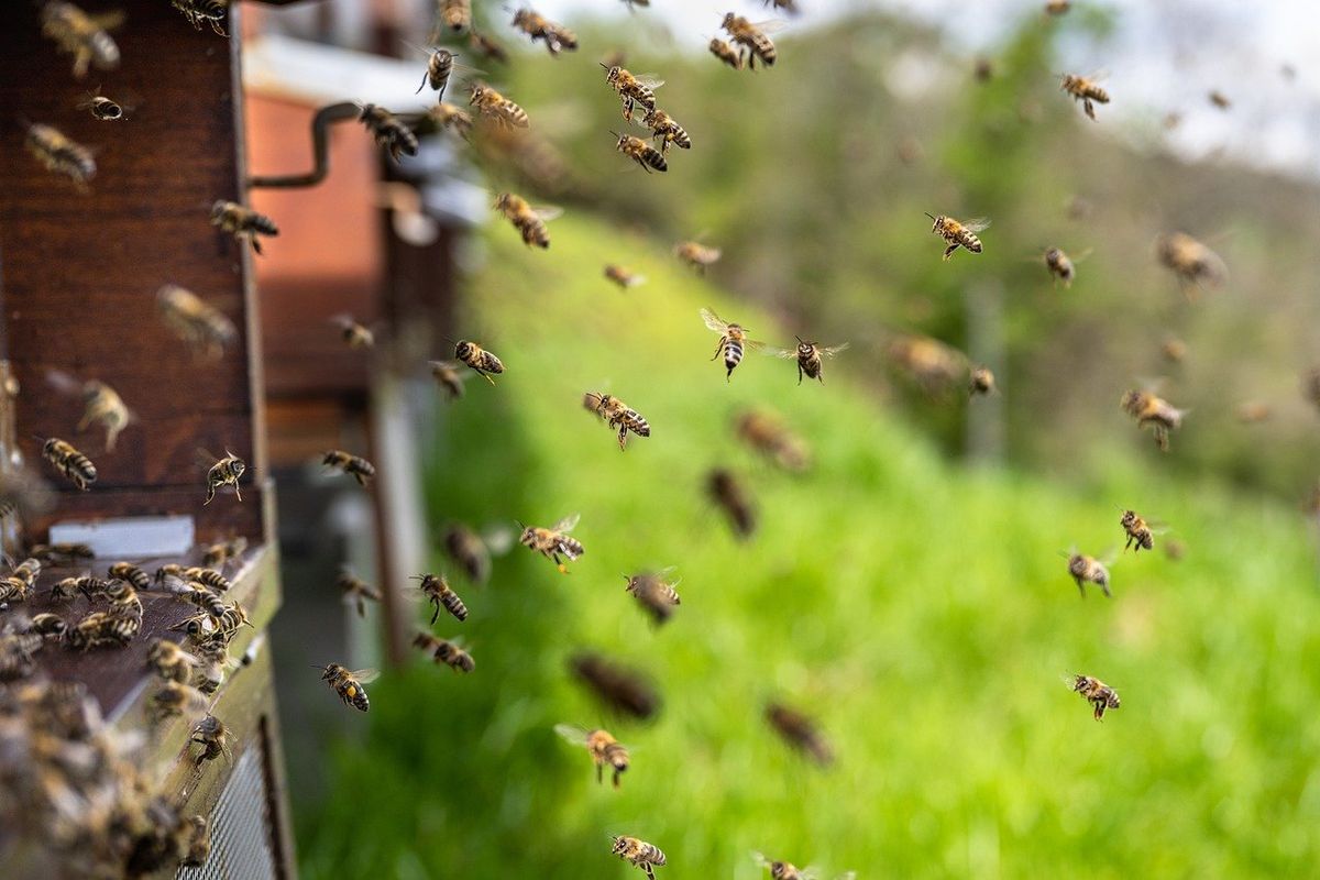 General Meeting: Beekeeping Presentation