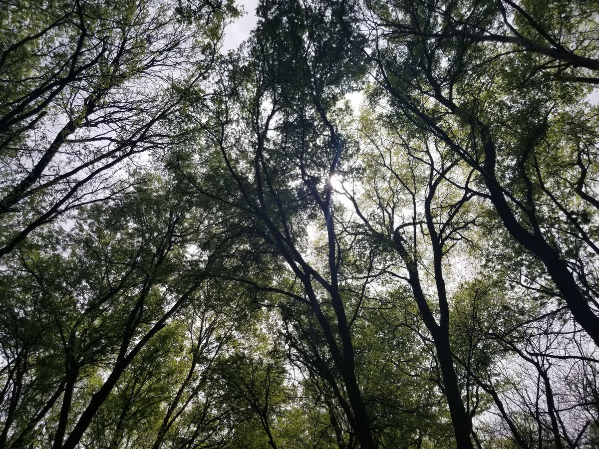 Cheese with the Trees Forest Bathing 