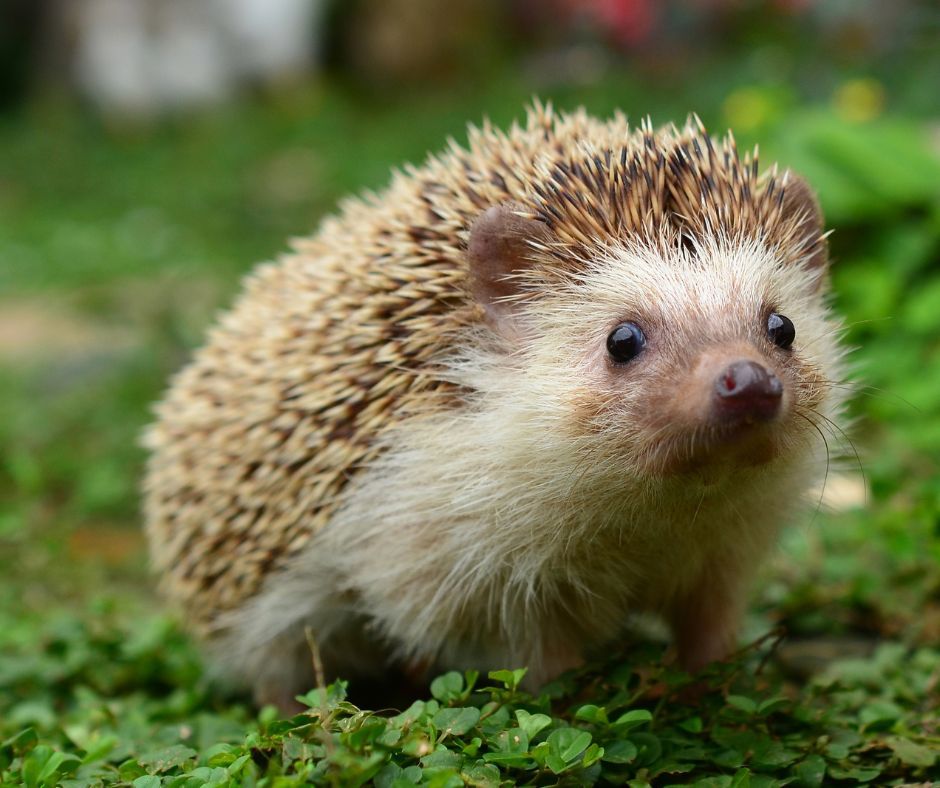 Wild Bunch Gathering - Hedgehogs