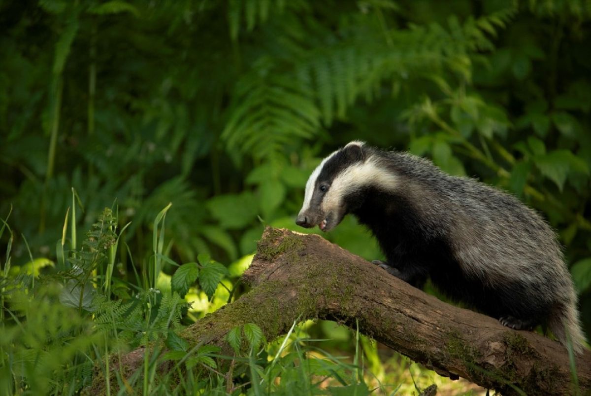 Badger Banquet at Mersehead