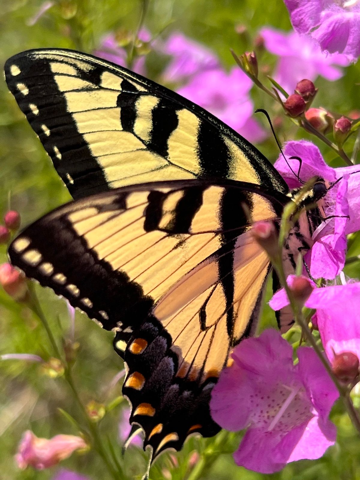 Butterflies of Cornwallis 1828 \u201cWalk\u201d