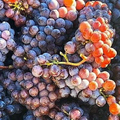 Helvetia Vineyards & Winery