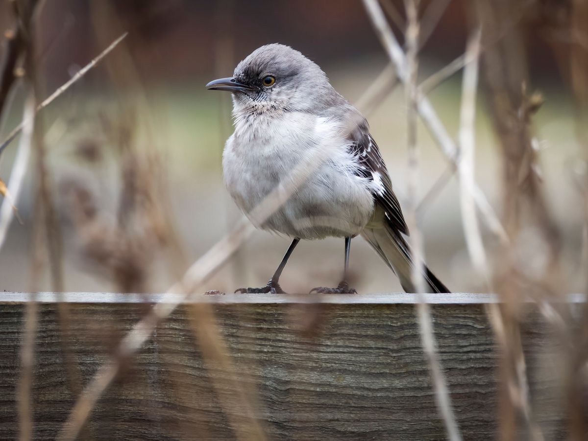 Tremont Towpath Urban Bird Walk