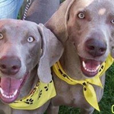 San Francisco Bay Weimaraner Club