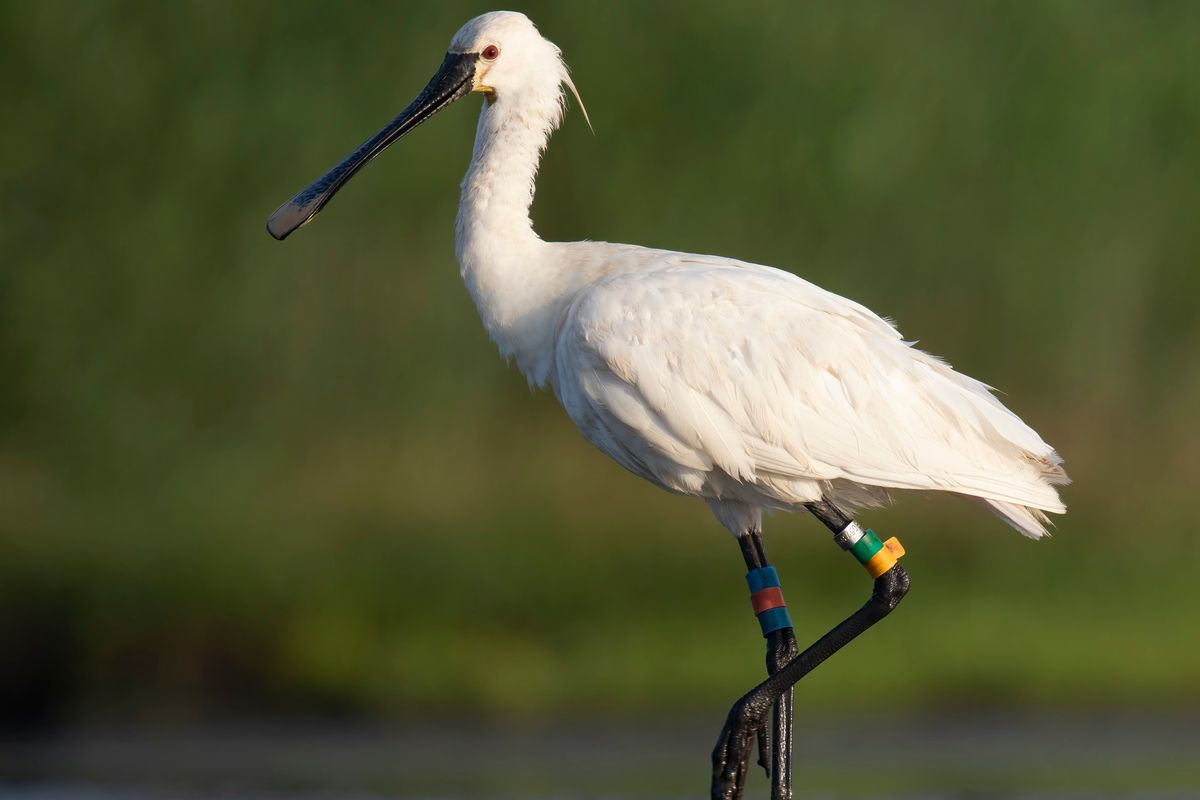 ARKavond : 30 jaar vogels met kleurringen in Europa