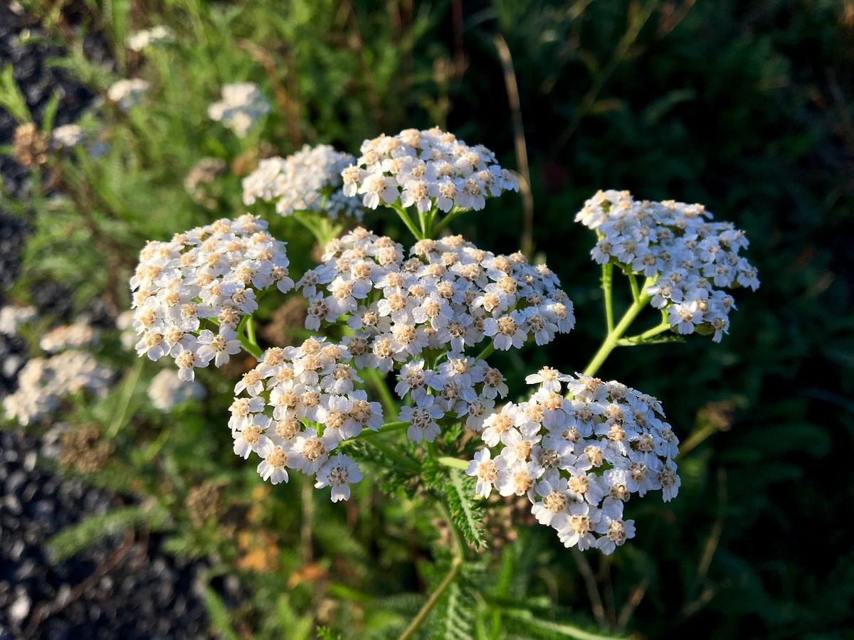 Foraging for Medicinal Plants