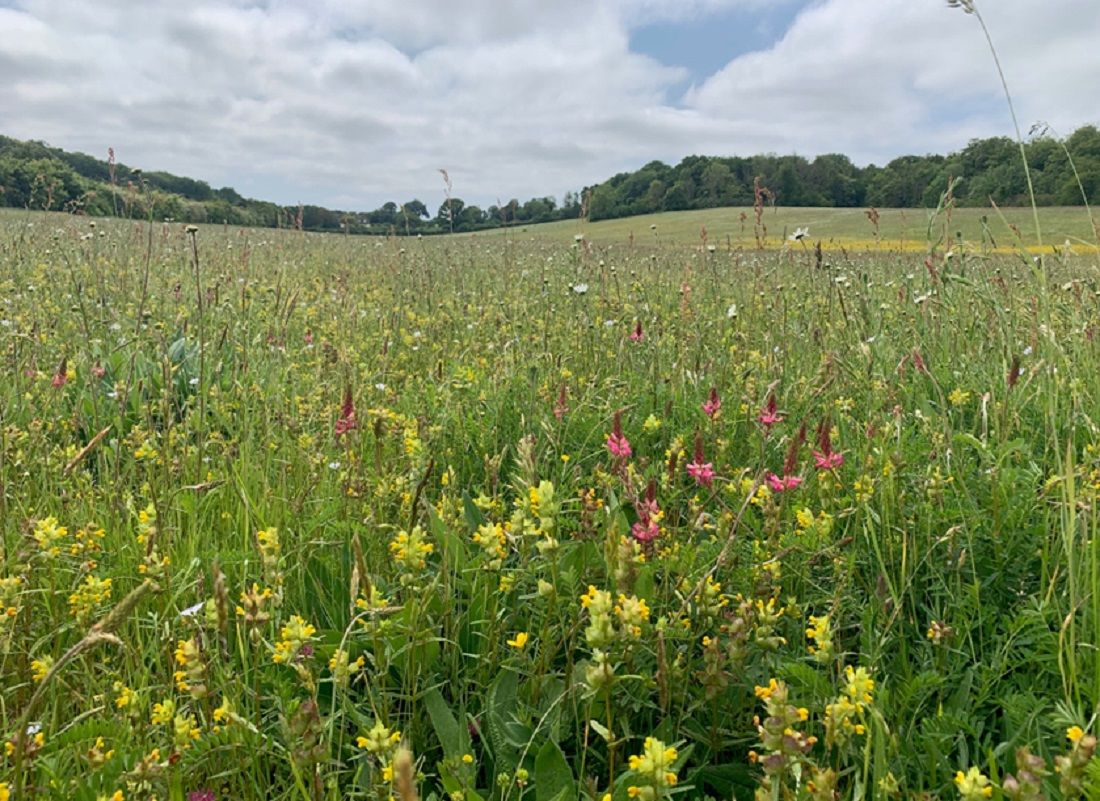 East Kent Downs Landscape Recovery Project