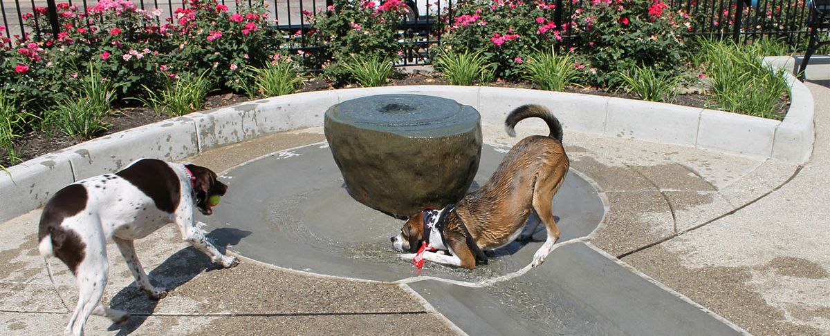 Parking Dogpark with Cardinal Bloom (18+)
