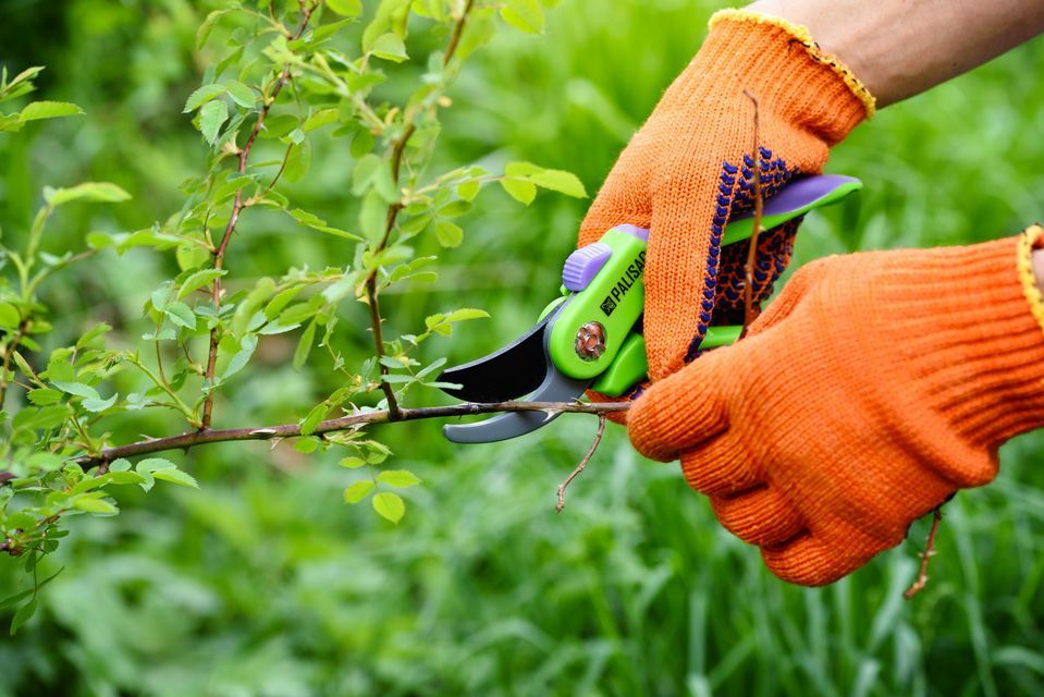 Pruning with a Purpose