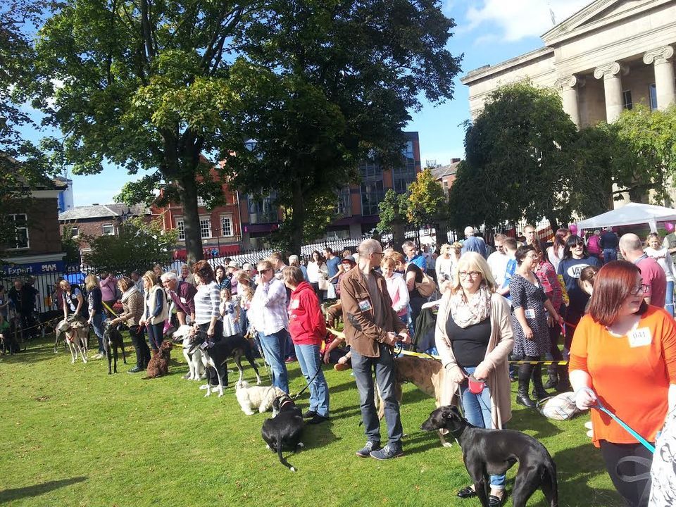 Treacle Hound Dog Show