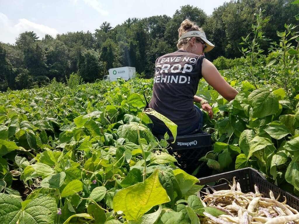 Free, Farm Fresh Veggies\/Fruit - Pop-Up Pantry