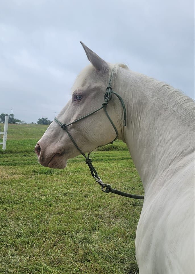 Horsemanship for the everyday rider: rollbacks