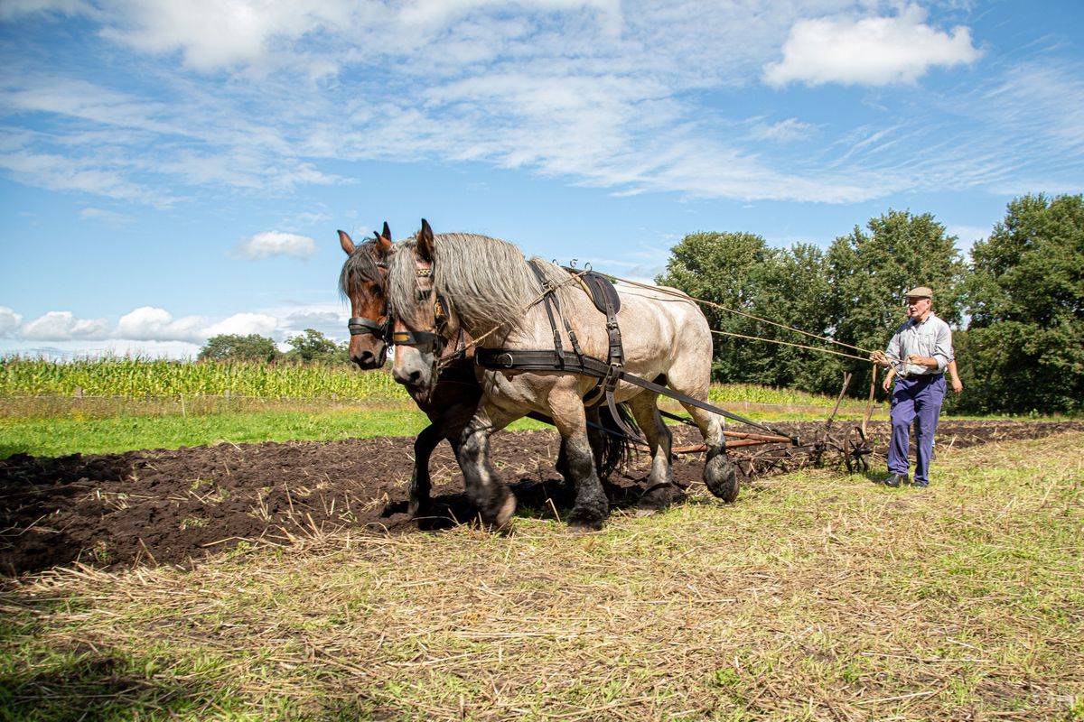 Akkers bewerken met paard en ploeg