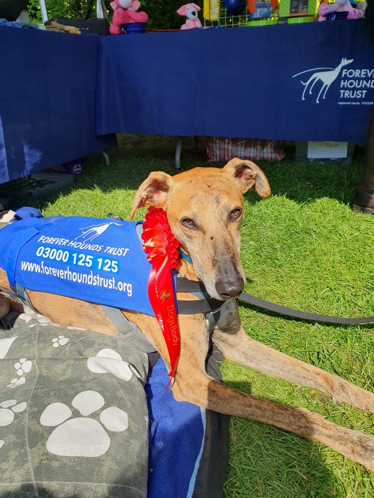 Forever Hounds Trust at Paws in the Pub