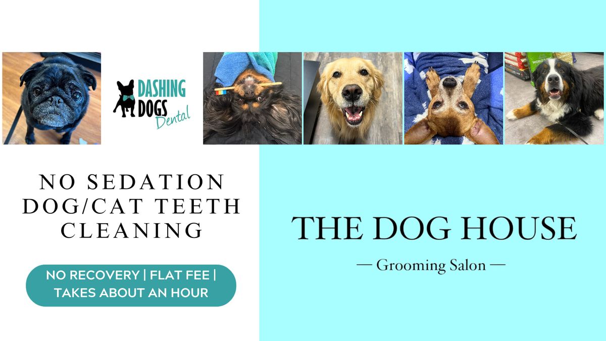 Pet Teeth Cleaning -  Kelowna- The Dog House Grooming