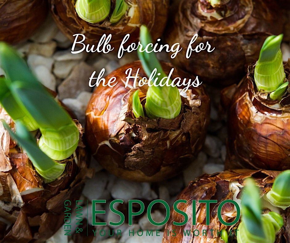 Bulb forcing for the Holidays with Linda White