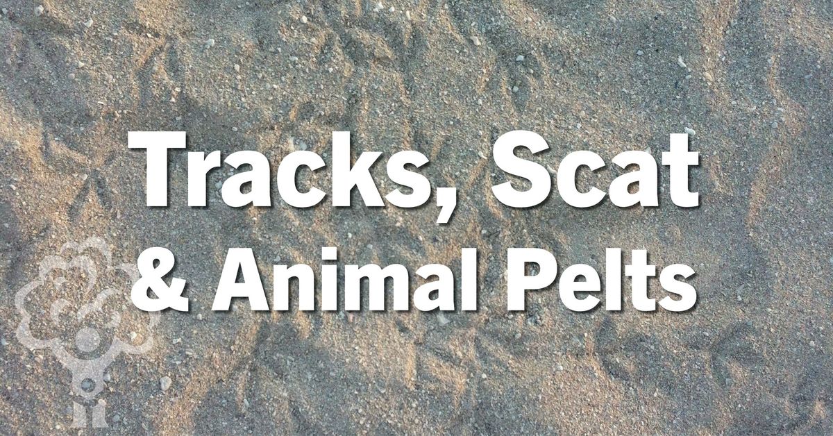 Tracks, Scat & Animal Pelts