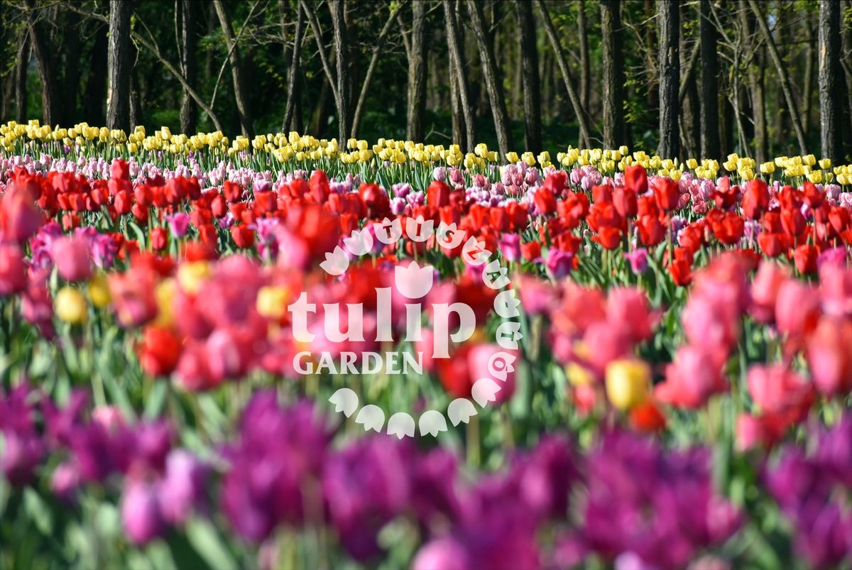   \ud83c\udf37\ud83c\udf37Nyit\u00f3 h\u00e9tv\u00e9ge \u00e9s V. Tulip\u00e1nsz\u00fcret a TulipGarden Tisza-t\u00f3 kertj\u00e9ben \ud83c\udf37\ud83c\udf37