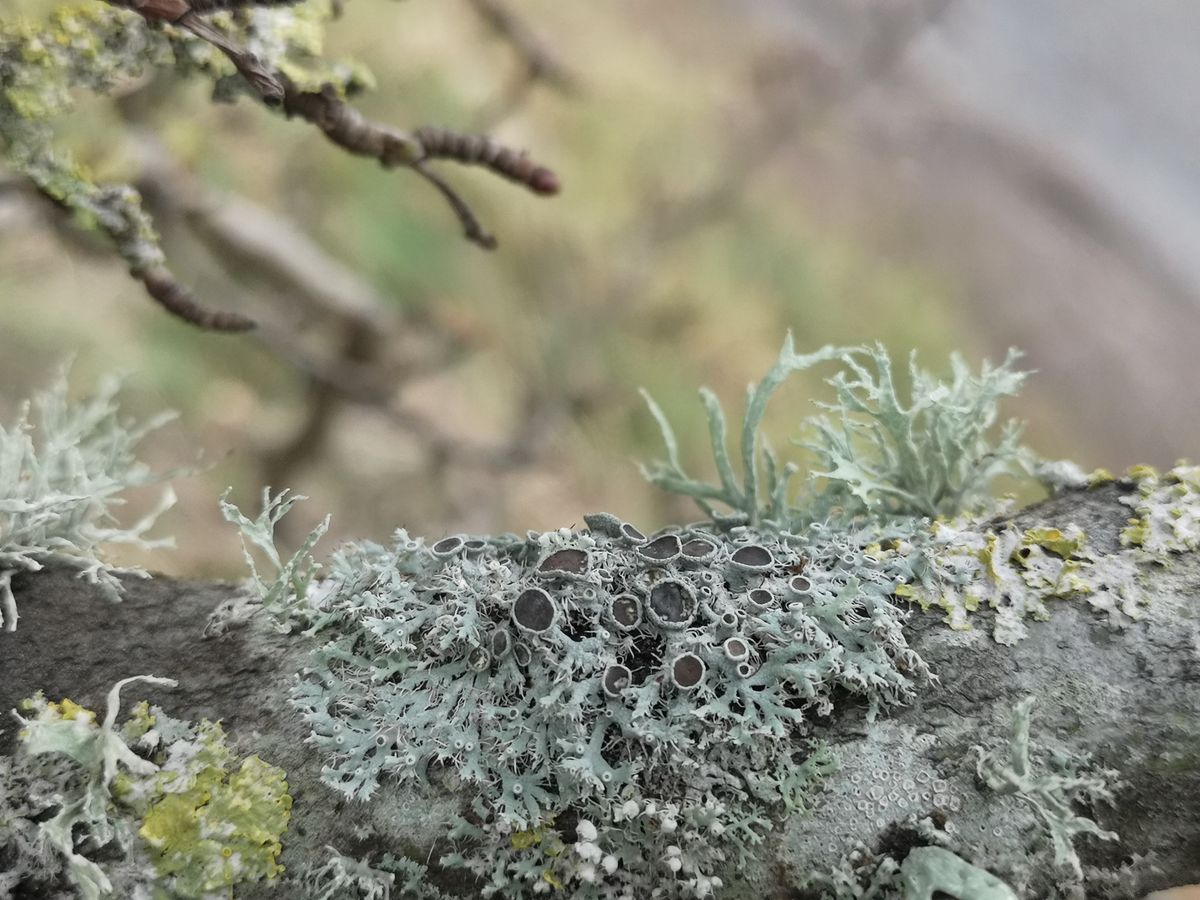 Lichen Safari at Rogie Falls