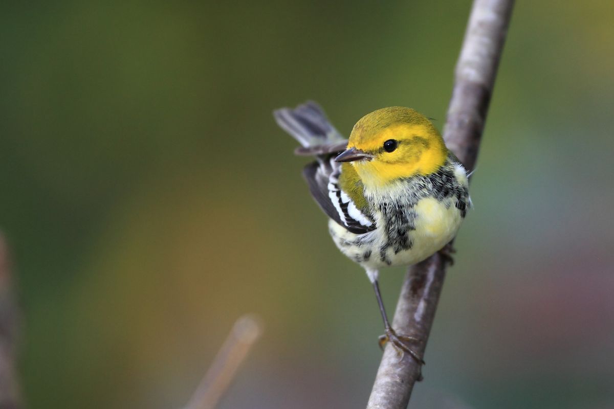 Forest Management for Birds