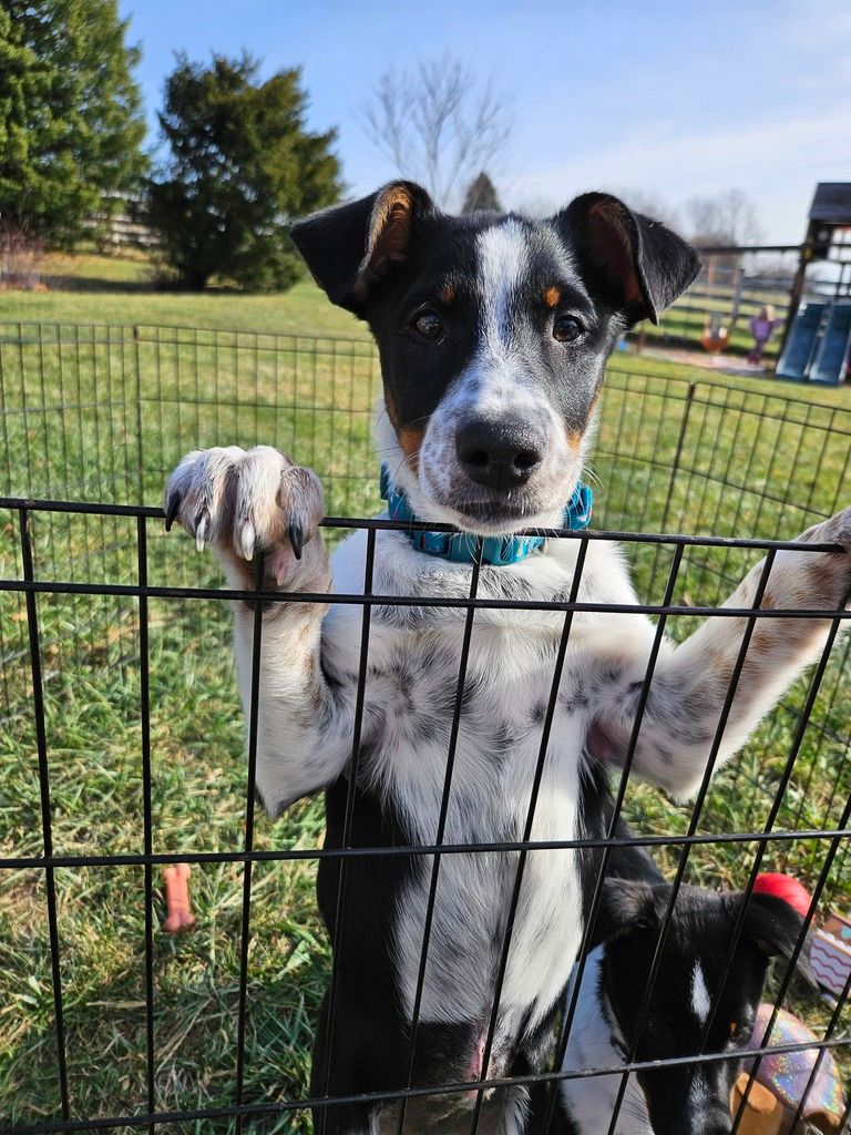 Mt. Airy, MD Pet Supplies Plus Adoption Event