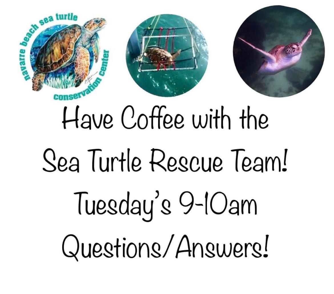 NBSTCC Sea Turtle Rescue Team Coffee & Conversation