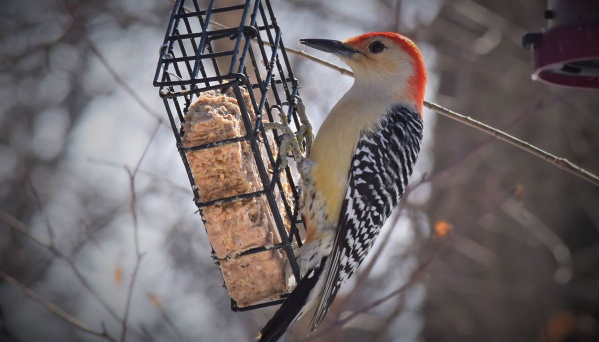 Winter Bird Feeding