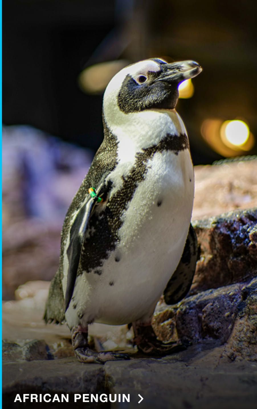 New England Aquarium 