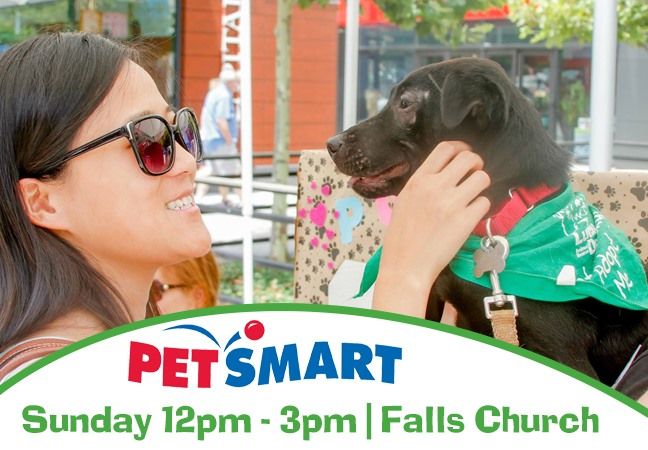 DOG and CAT Adoption Event at PetSmart in Falls Church