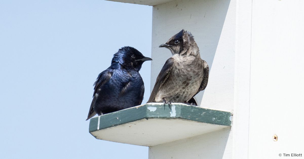 Family Drop-in Feeder Watch & Winter Birds