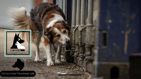 Detection\/Scentwork Training - Mark Doggett Detection Training UK (Handler) Shustoke, B46