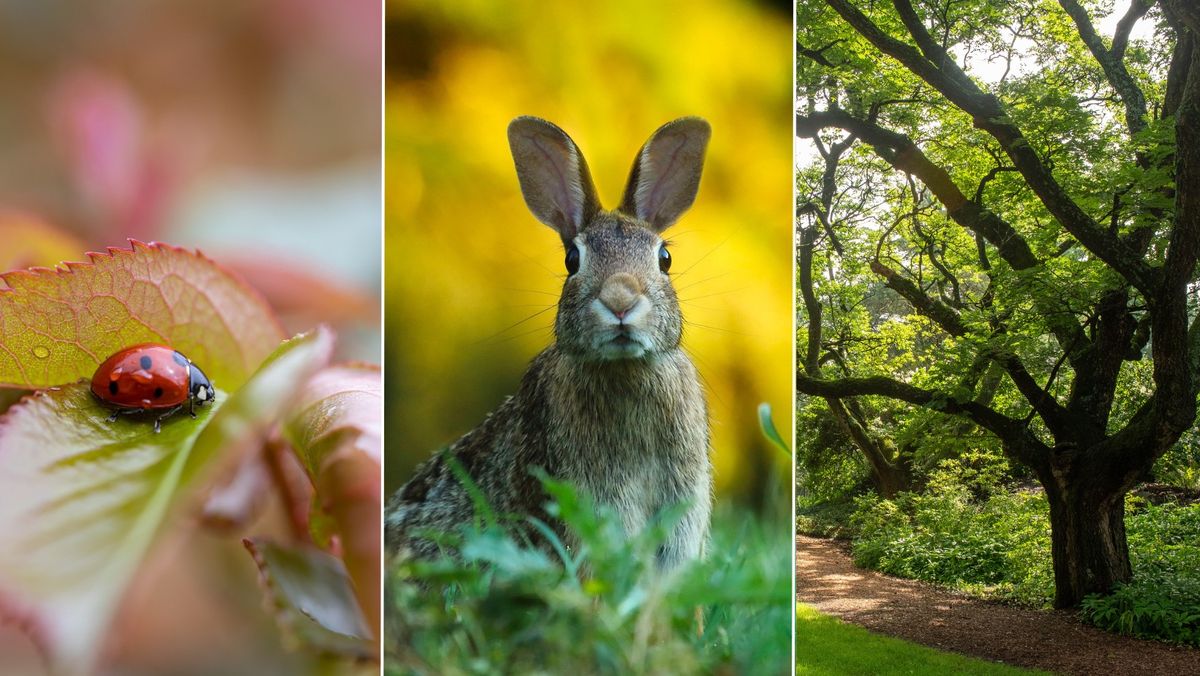 Fall Homeschool Day - "Local Biodiversity: Insects, Animals and Trees"