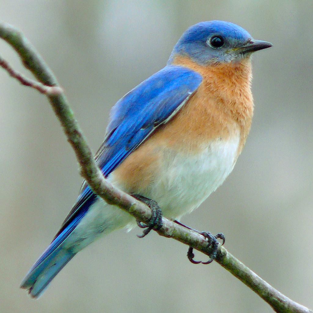 Backyard Birds of the Cape w\/ Silent Auction