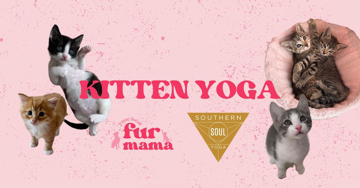 Kitten Yoga at Southern Soul Yoga