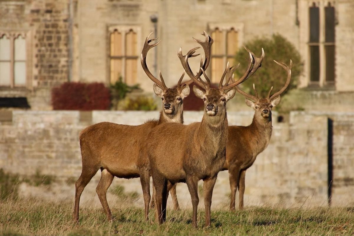 Deer Park Safari