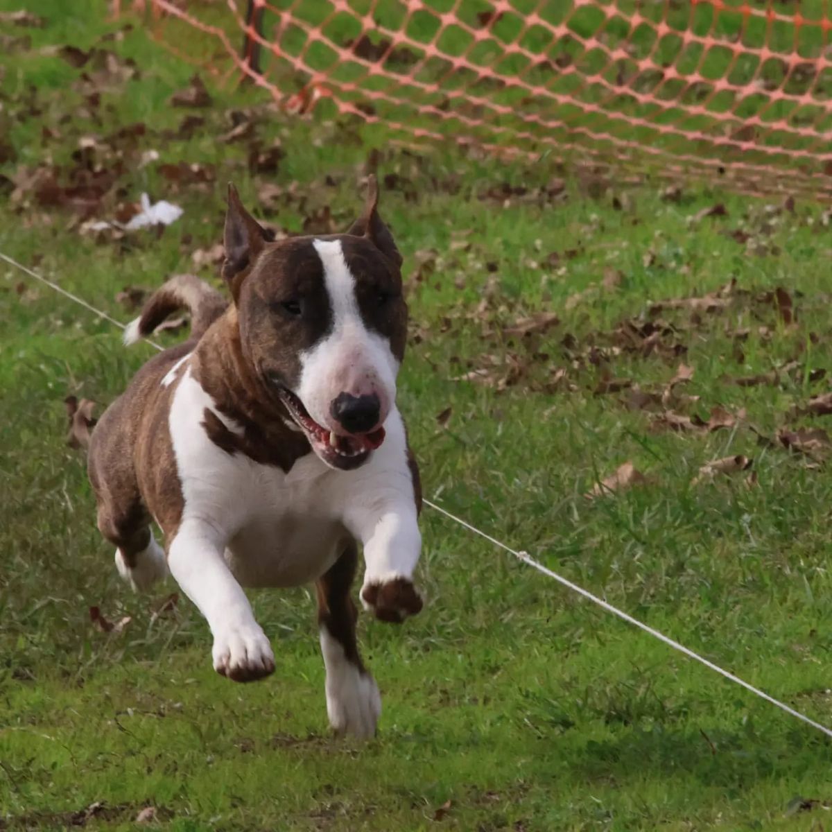 Bearded Collie Club of Texas- All Breed FastCat - Heritage Park- Belton, Texas