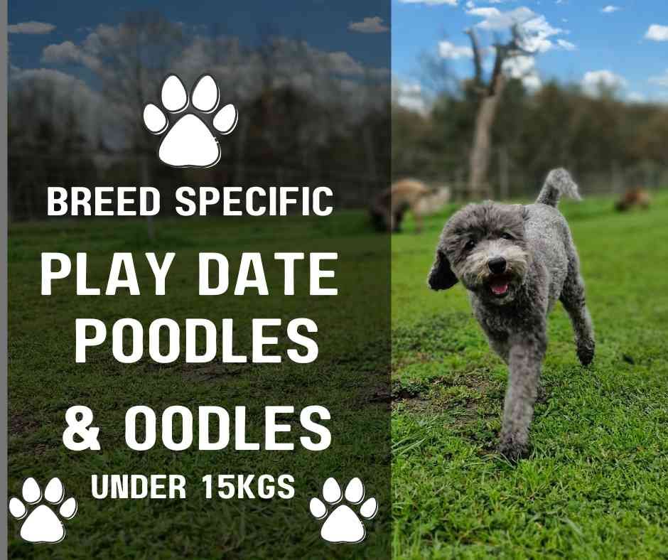 Poodles and Oddles Under 15kg at Sniffari On Swan