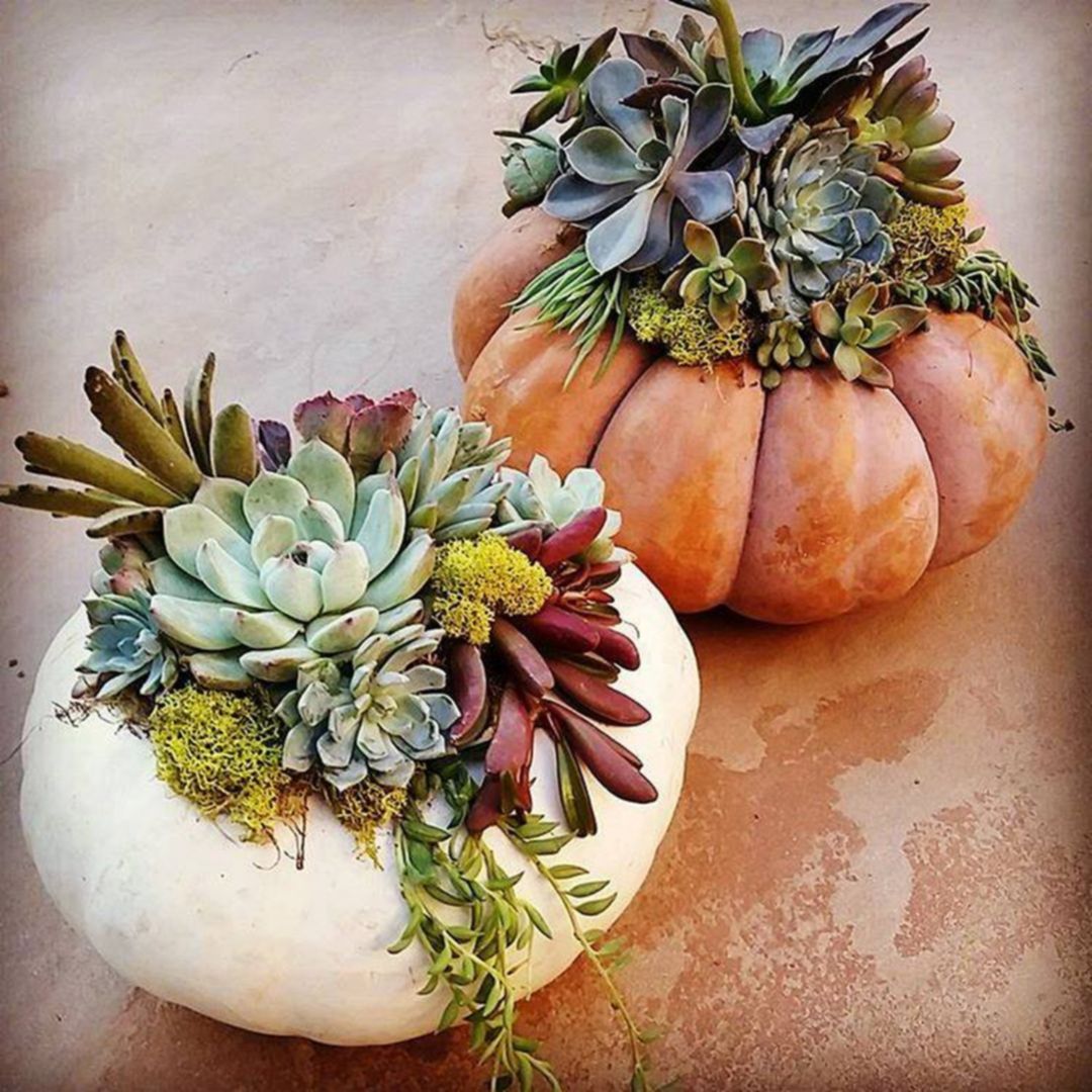 Pumpkin Succulent Plant