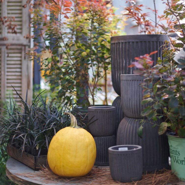 Coffee and Conversation: Fall Garden Projects