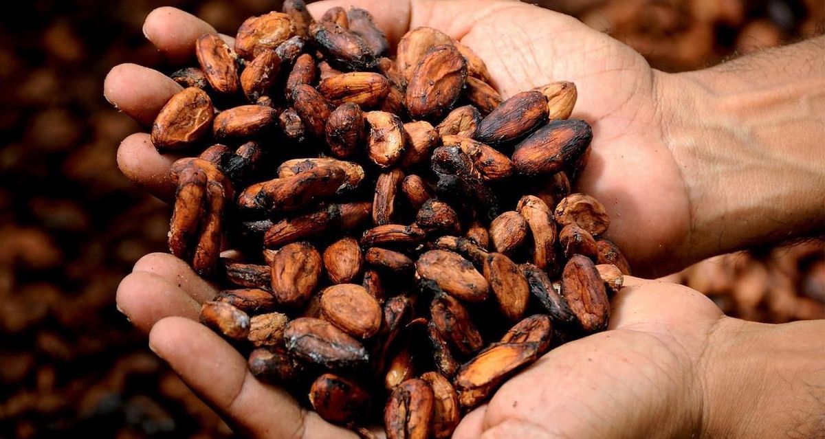 Sacred Cacao Medicine + Dance of the four elements 